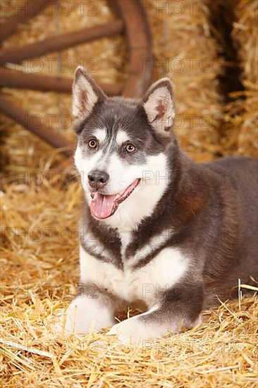 Alaskan Malamute