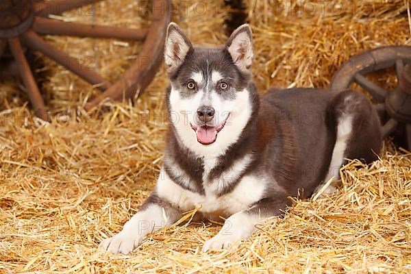 Alaskan Malamute