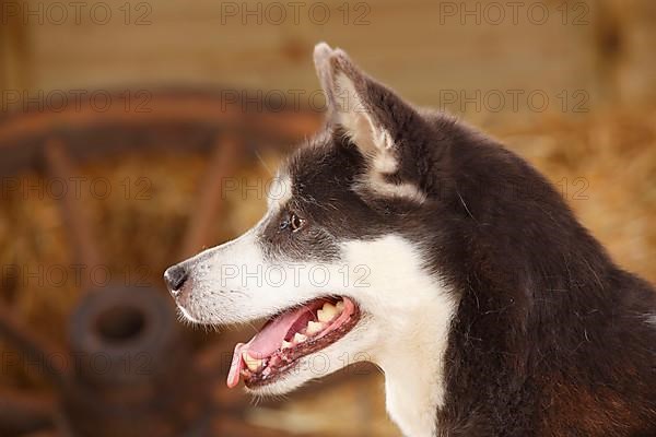 Alaskan Malamute