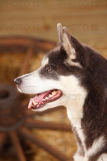 Alaskan Malamute