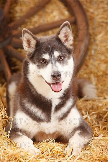 Alaskan Malamute