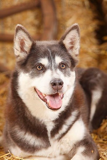 Alaskan Malamute