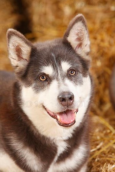 Alaskan Malamute