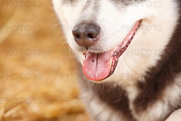 Alaskan Malamute