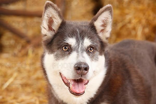 Alaskan Malamute