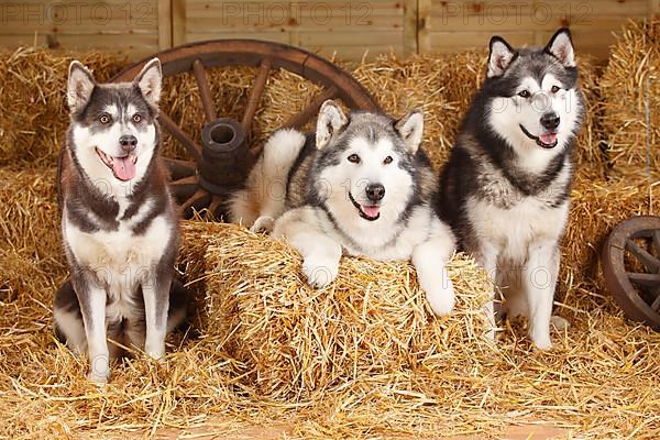 Alaskan Malamutes