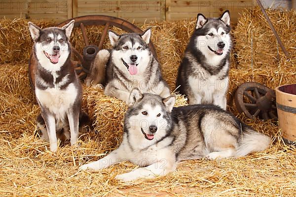 Alaskan Malamutes