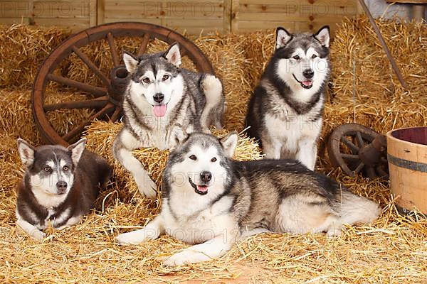 Alaskan Malamutes