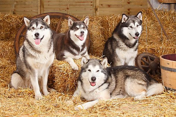 Alaskan Malamutes