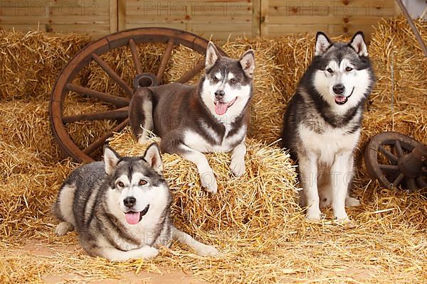 Alaskan Malamutes