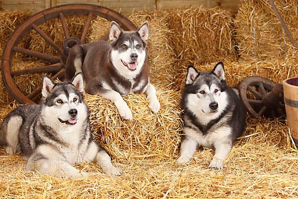 Alaskan Malamutes