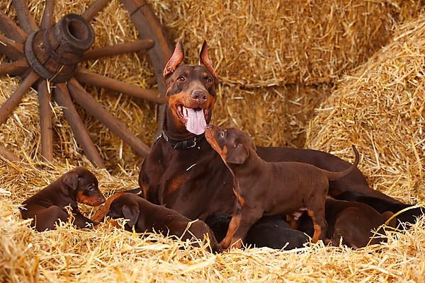 Doberman