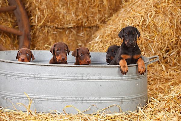 Doberman Pinscher