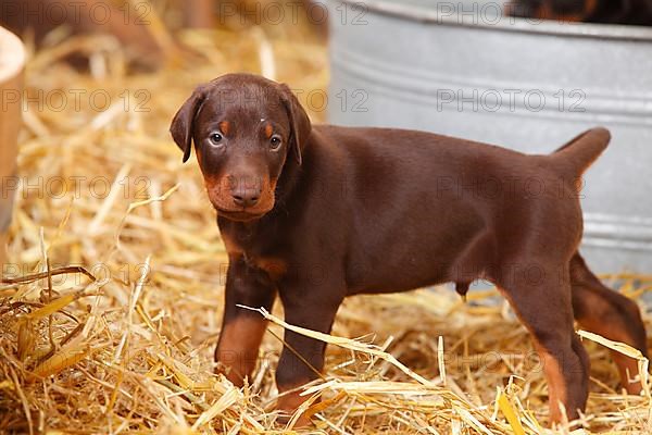 Doberman Pinscher