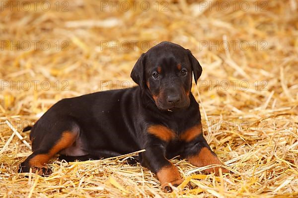 Doberman Pinscher