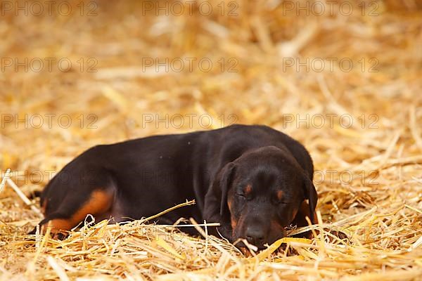 Doberman Pinscher