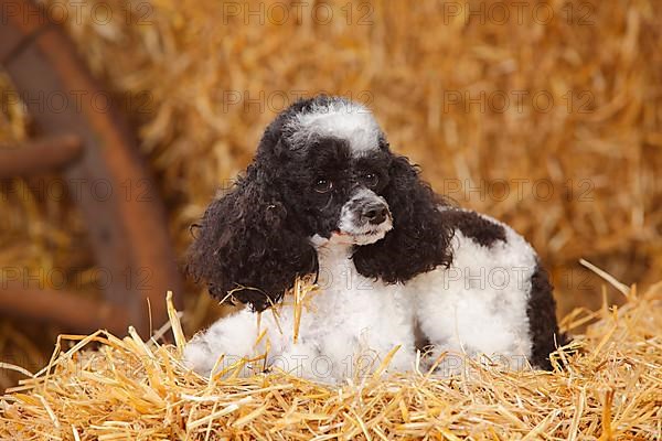 Toy Poodle