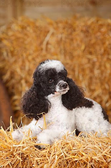 Toy Poodle