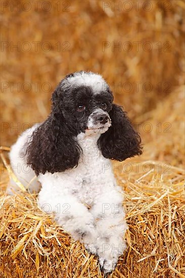 Toy Poodle