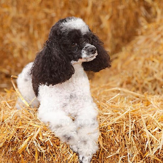 Toy Poodle