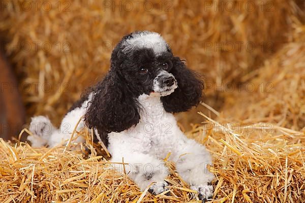 Toy Poodle