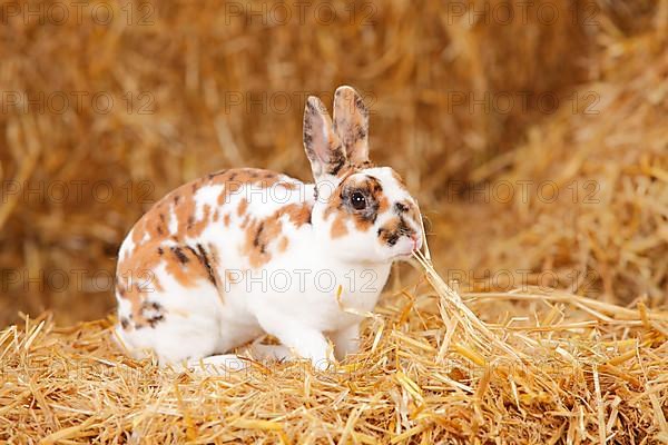 Dwarf Rex Rabbit