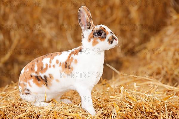 Dwarf Rex Rabbit