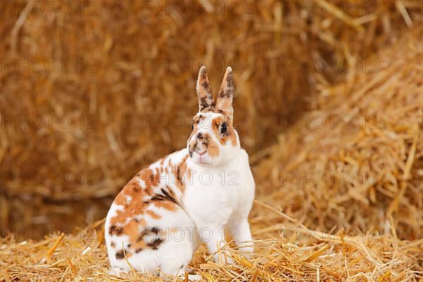 Dwarf Rex Rabbit