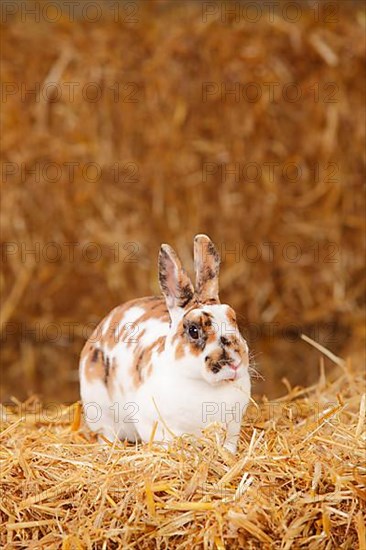 Dwarf Rex Rabbit