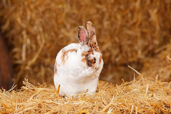 Dwarf Rex Rabbit