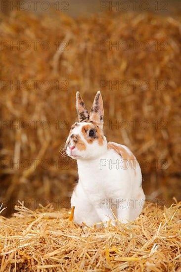 Dwarf Rex Rabbit