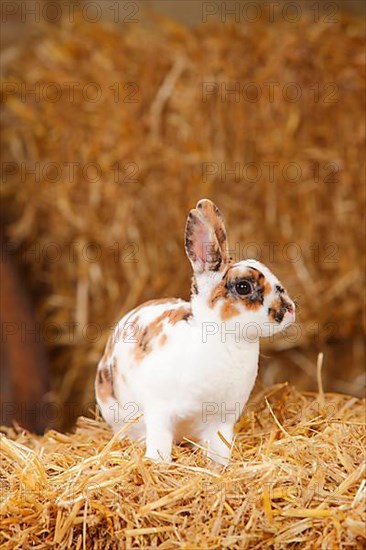 Dwarf Rex Rabbit