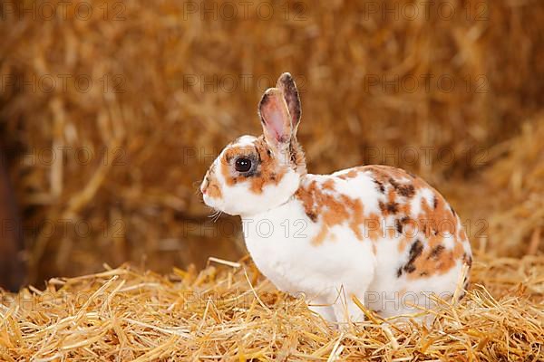 Dwarf Rex Rabbit