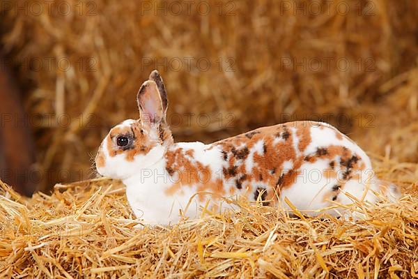 Dwarf Rex Rabbit