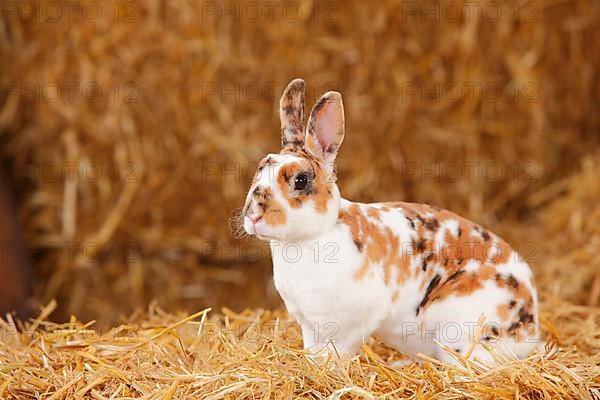 Dwarf Rex Rabbit