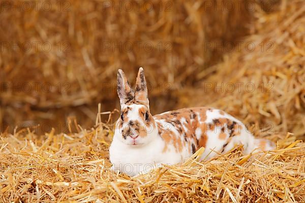 Dwarf Rex Rabbit