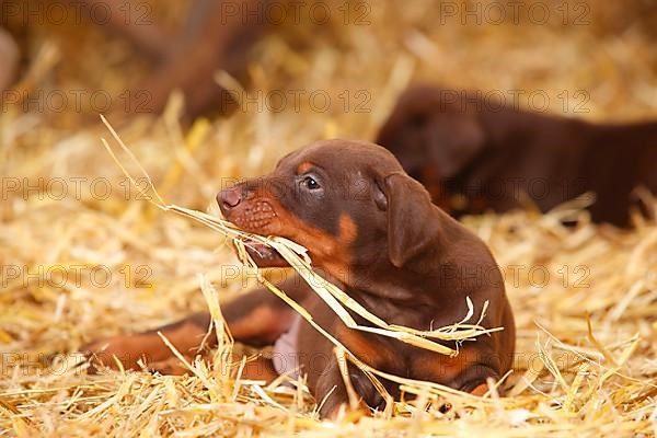 Doberman Pinscher