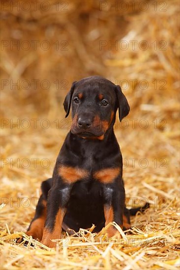 Doberman Pinscher