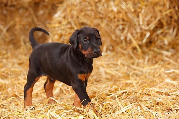 Doberman Pinscher