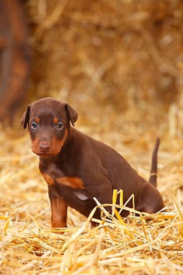 Doberman Pinscher