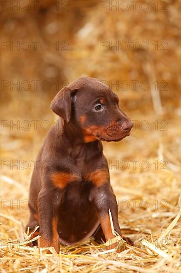 Doberman Pinscher