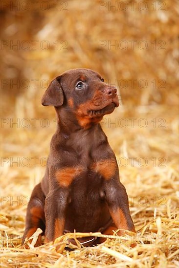 Doberman Pinscher