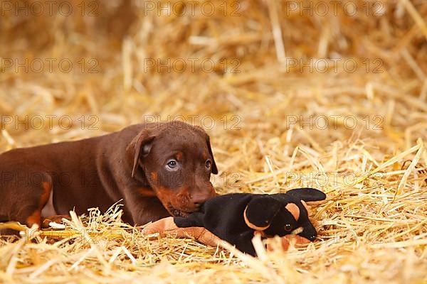 Doberman