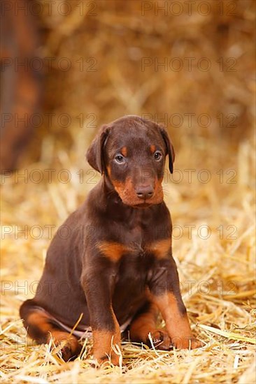 Doberman Pinscher