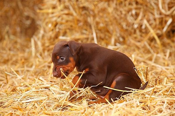 Doberman Pinscher