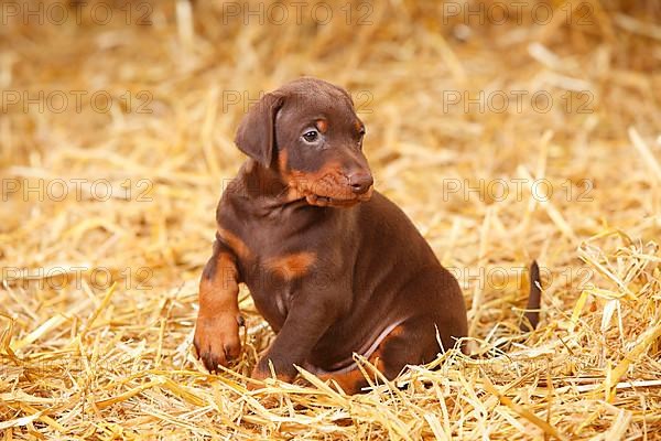 Doberman Pinscher