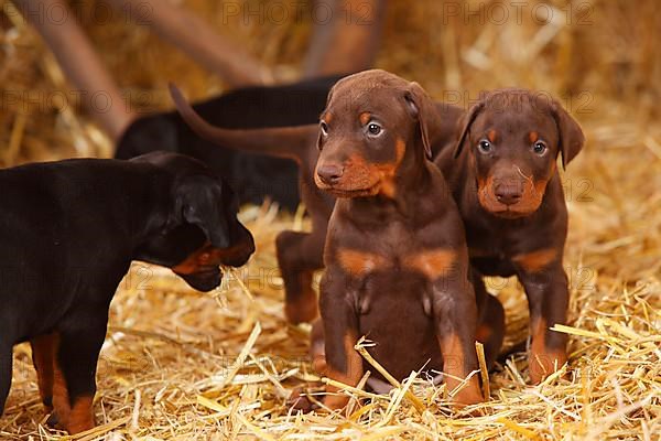 Doberman Pinscher