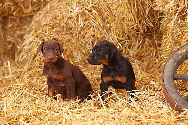 Doberman Pinscher