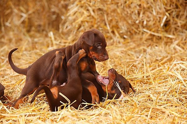 Doberman Pinscher