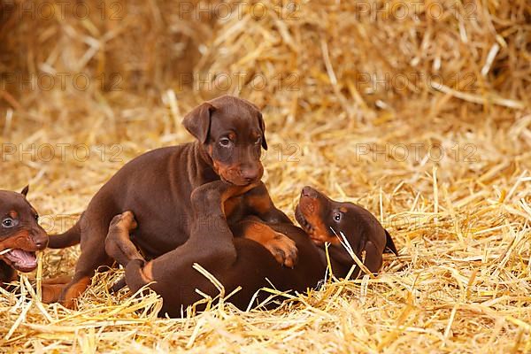 Doberman Pinscher